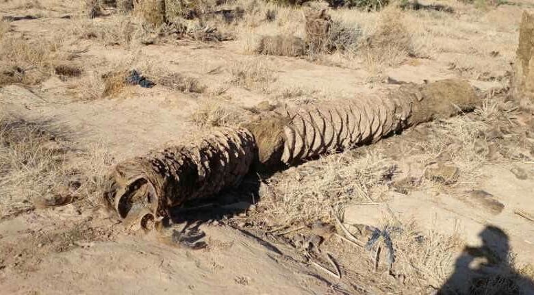 جذوع النخيل المتهاوية بسبب ندرة المياه وهي صورة ميدانية لفريق "الصحفيون الشباب "